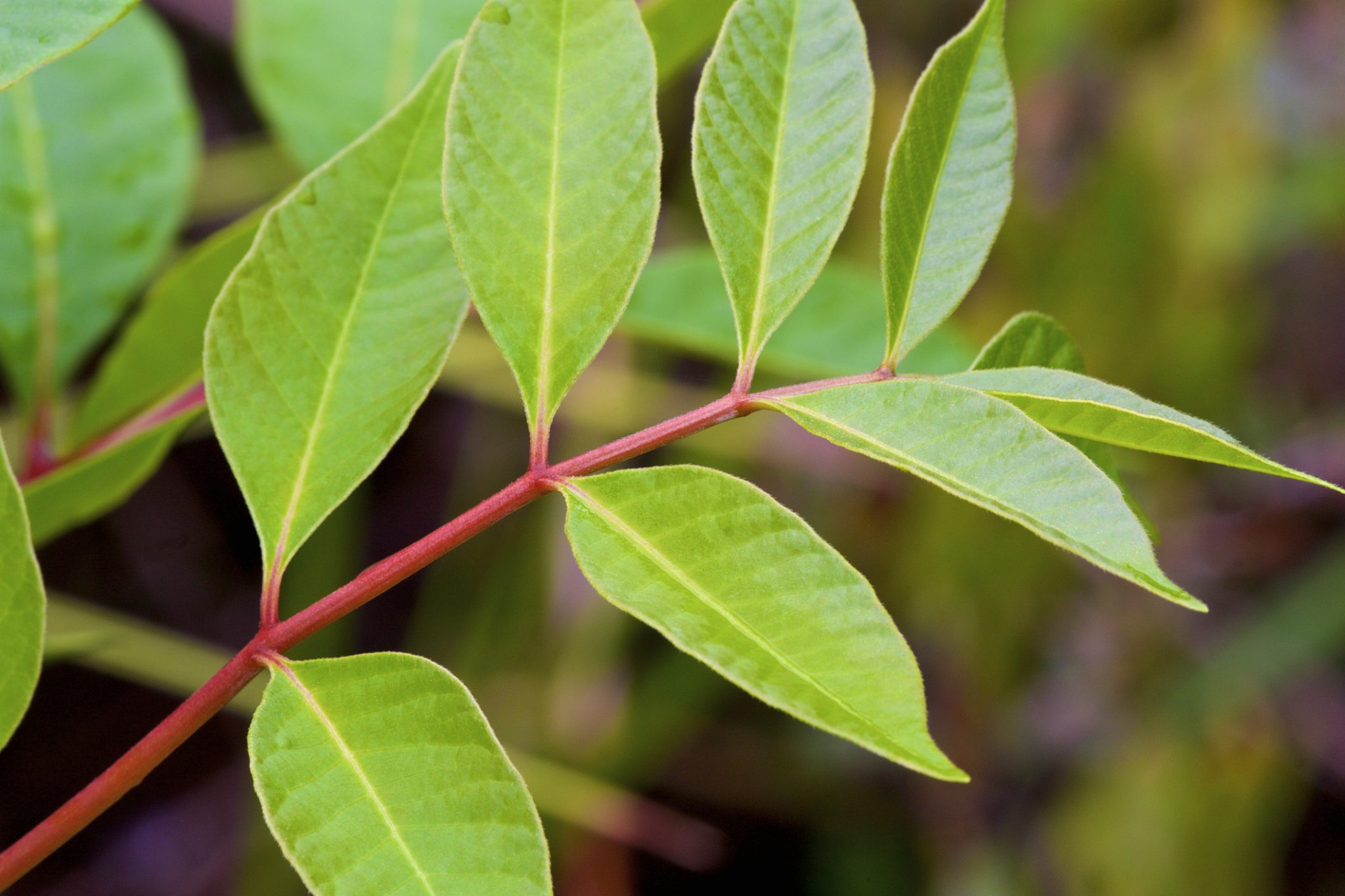 Protecting Workers from Poisonous Plants WORK SAFE KENTUCKY
